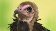 Birds of Prey still