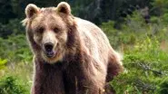 France: The Wild Side still