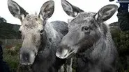 Moose In The Glen still