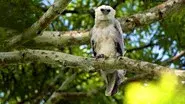 The Monkey-Eating Eagle of the Orinoco still