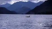 A Killer Whale Called Luna still