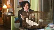 Birds of a Feather still