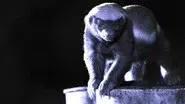 Honey Badgers: Masters of Mayhem still