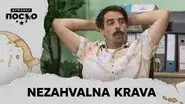 2415 Nezahvalna krava still