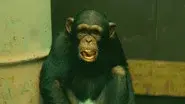 Monkey Largo still