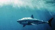 White Shark/Red Triangle still