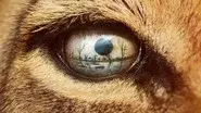 Lion still
