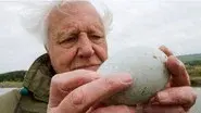 Attenborough's Wonder of Eggs still