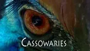 Cassowaries still