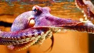 The Octopus in My House still