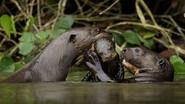 Giant Otters of the Amazon still