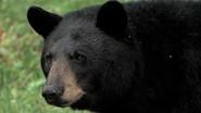 In the Company of Bears still