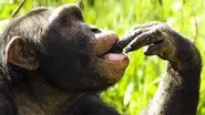 The Chimpcam Project still