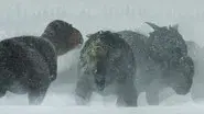 Ice Worlds still