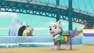 Pups Save a Windswept Polar Bear Cub still