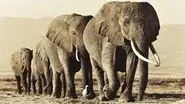 Echo - An Unforgettable Elephant still