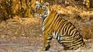 Tiger Dynasty still