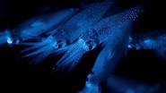 Dark Seas still