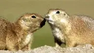 Prairie Dogs - Talk of the Town still