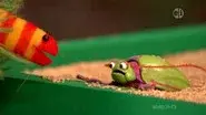 Slimey Adopts a Pet Bug still