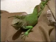 The Tale of the Chameleons still