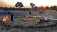Attack of the Elephants still