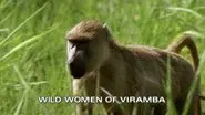 Wild Women of Viramba still