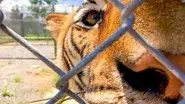 Tigers: Hunting the Traffickers still