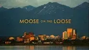 Moose on the Loose still