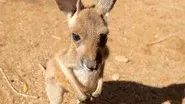 Kangaroo Dundee and Other Animals (1) still