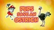 Pups Save an Ostrich still