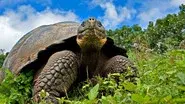 Galapagos: Islands of Change still