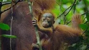 Apes still