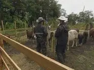 When the Cow Kicked Me in the Head still