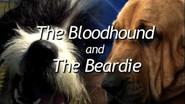 The Bloodhound and the Beardie still