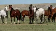 11/20/2022: The Most Dangerous Place in the World, The Panini Sticker Phenomenon, Wild Horses still