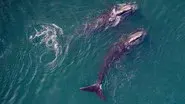 Saving the Right Whale still