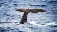 Sperm Whales: Back From the Abyss still