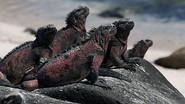 The Dragons of Galapagos still