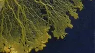 Secret Mind of Slime still