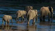 Elephants of the Sand River still