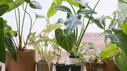 Houseplants still