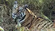 Tigers of the Emerald Forest still