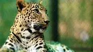 Leopards: 21st Century Cats still