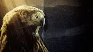 Super Powered Eagles still