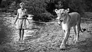 Elsa: The Lioness That Changed The World still