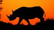 Flight of the Rhino still
