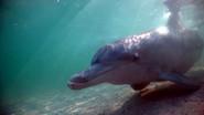 The Dolphins of Shark Bay still