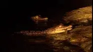 Invasion of the Crocodiles still