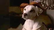 The Impawssible Dream still